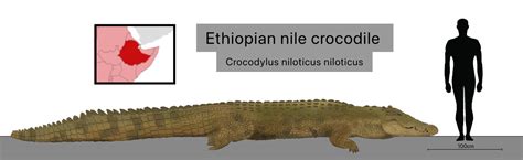  The Girl Who Married a Crocodile: A Bite-Sized Look at Ethiopian Folklore!